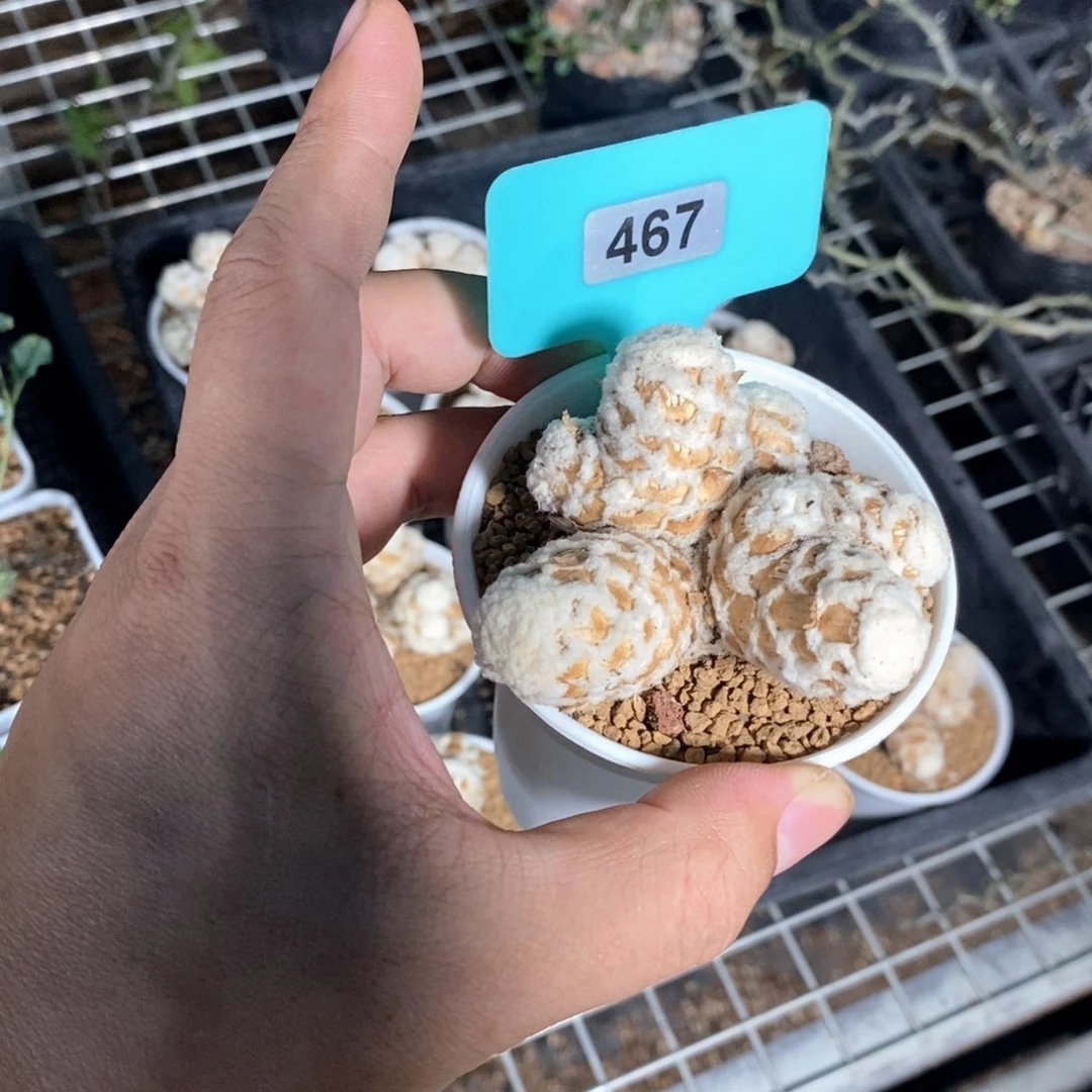 刨花厚炖菊多肉植物