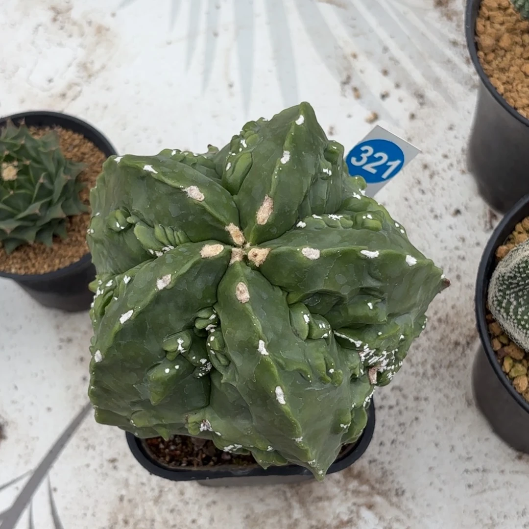 321实生核桃鸾凤玉带盆带土