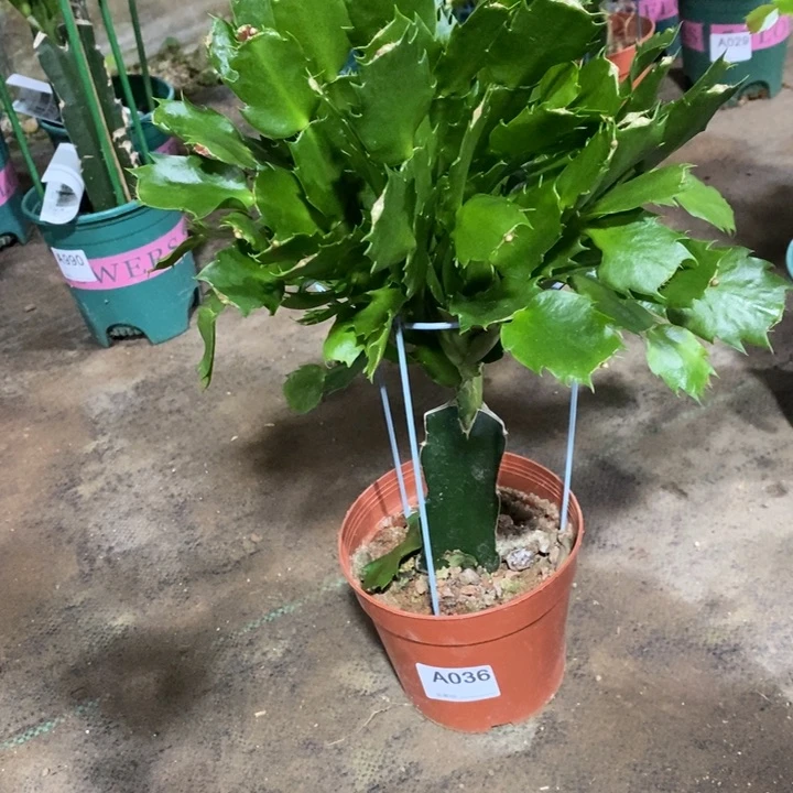 当前无花栽培后可以开花低**人036嫁接060