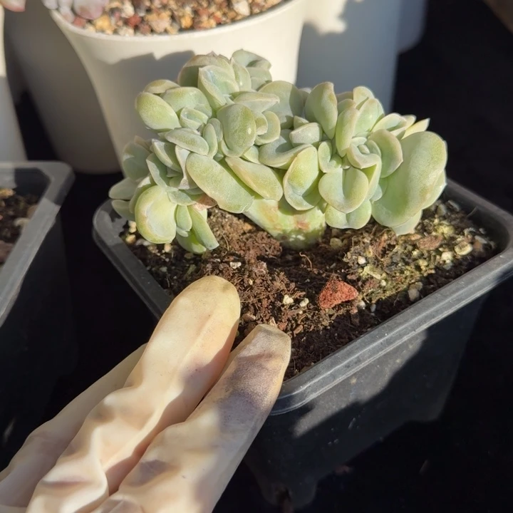 ️***️10厘米左右一物一拍的的