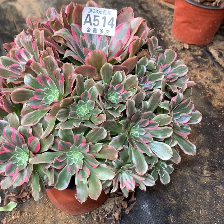 觉**花514多肉植物一物一拍