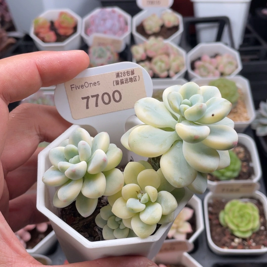 劳尔锦7700-8厘米