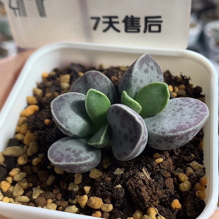 AV蛋—专拍专拍专拍