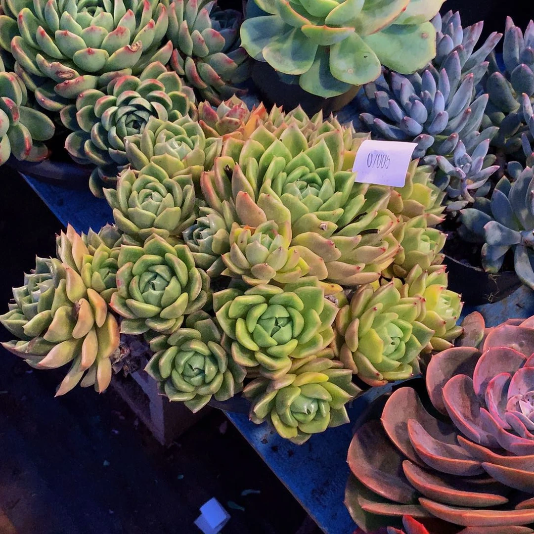 豪***情      白玫瑰多肉07005