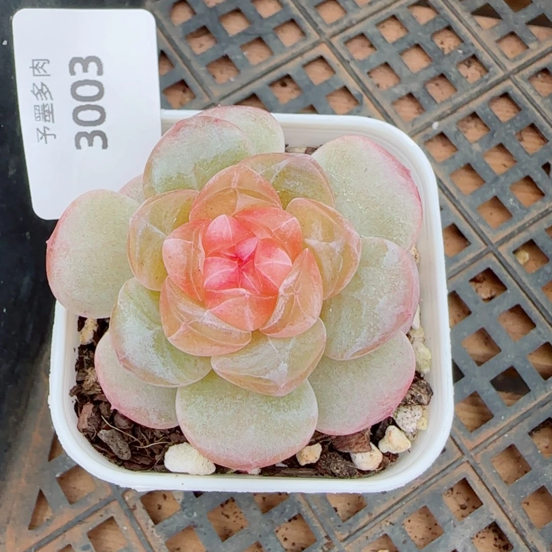 嘟嘟粉，3003多肉植物