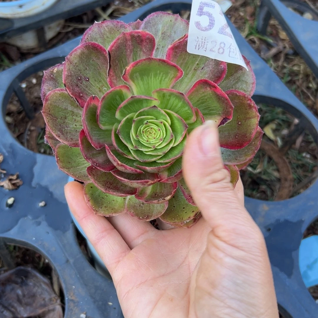 多肉植物527无售后