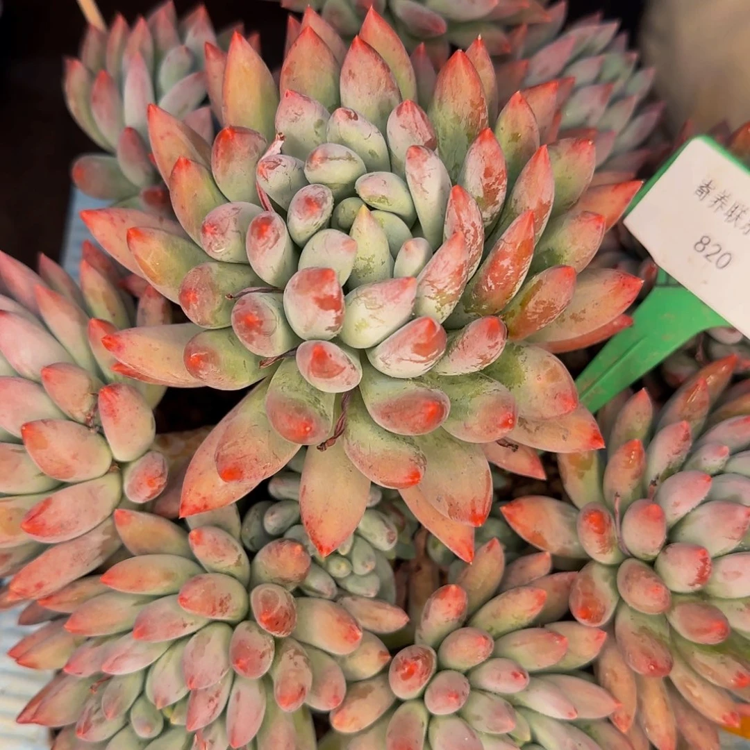 小***伴吧啦咯哦哦哦哦哦哦哦哦哦哦哦