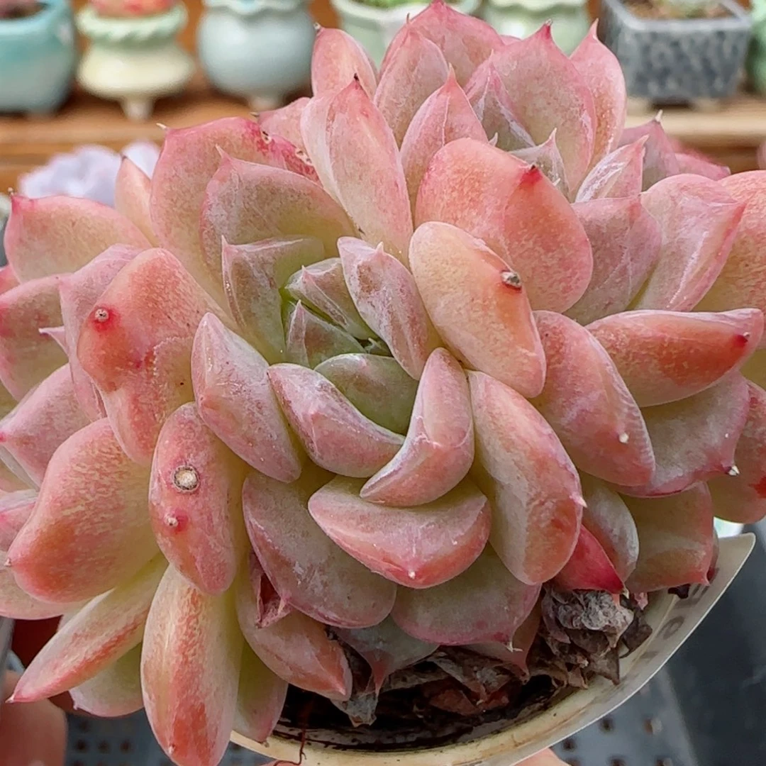 花语逸镜1019-270冰魄