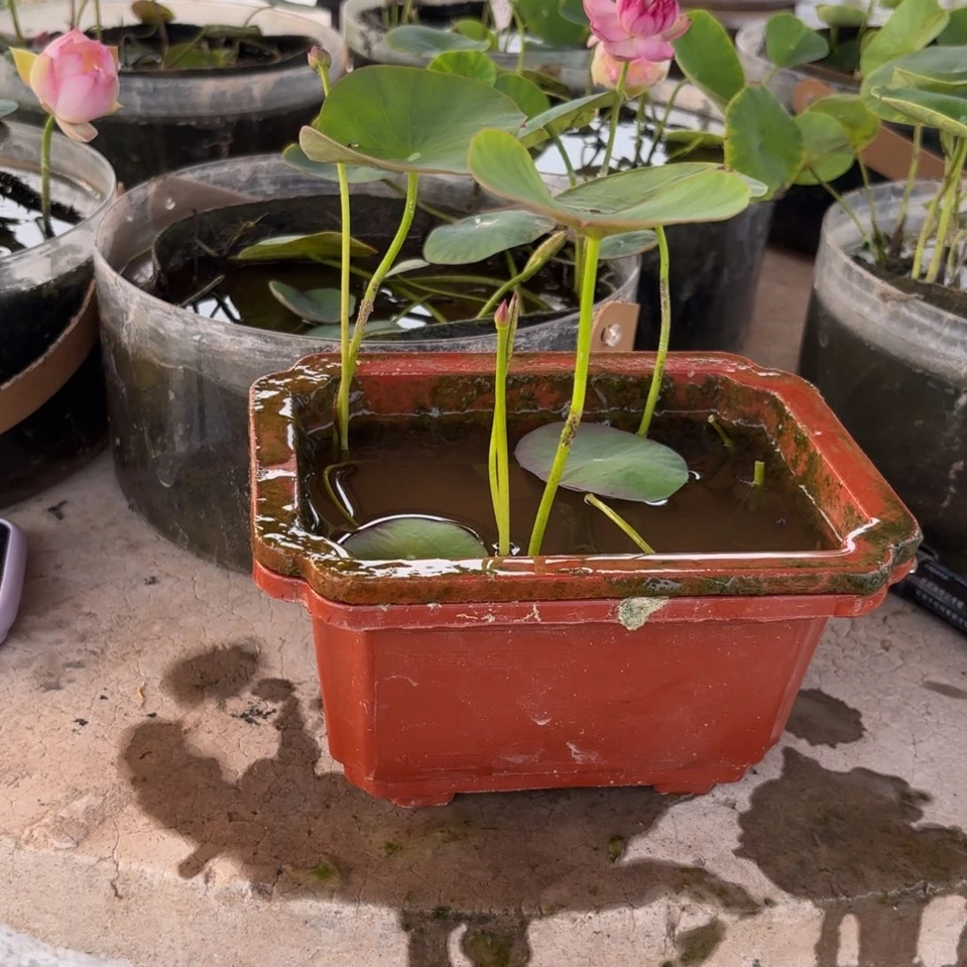 当前无花朵，栽培后可花朵拈***草莲子小方盆653