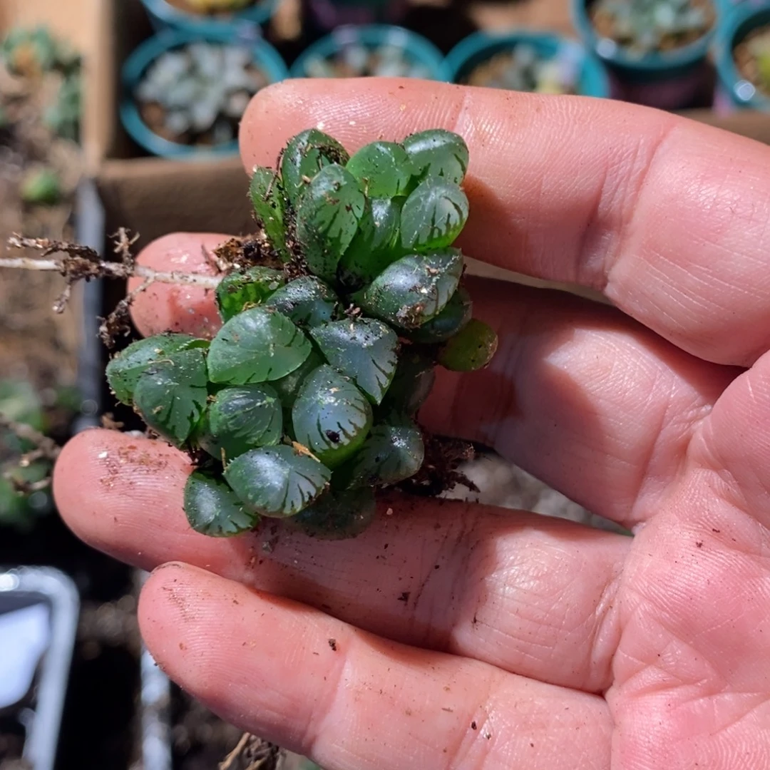 花***步2291 两颗一起 福利