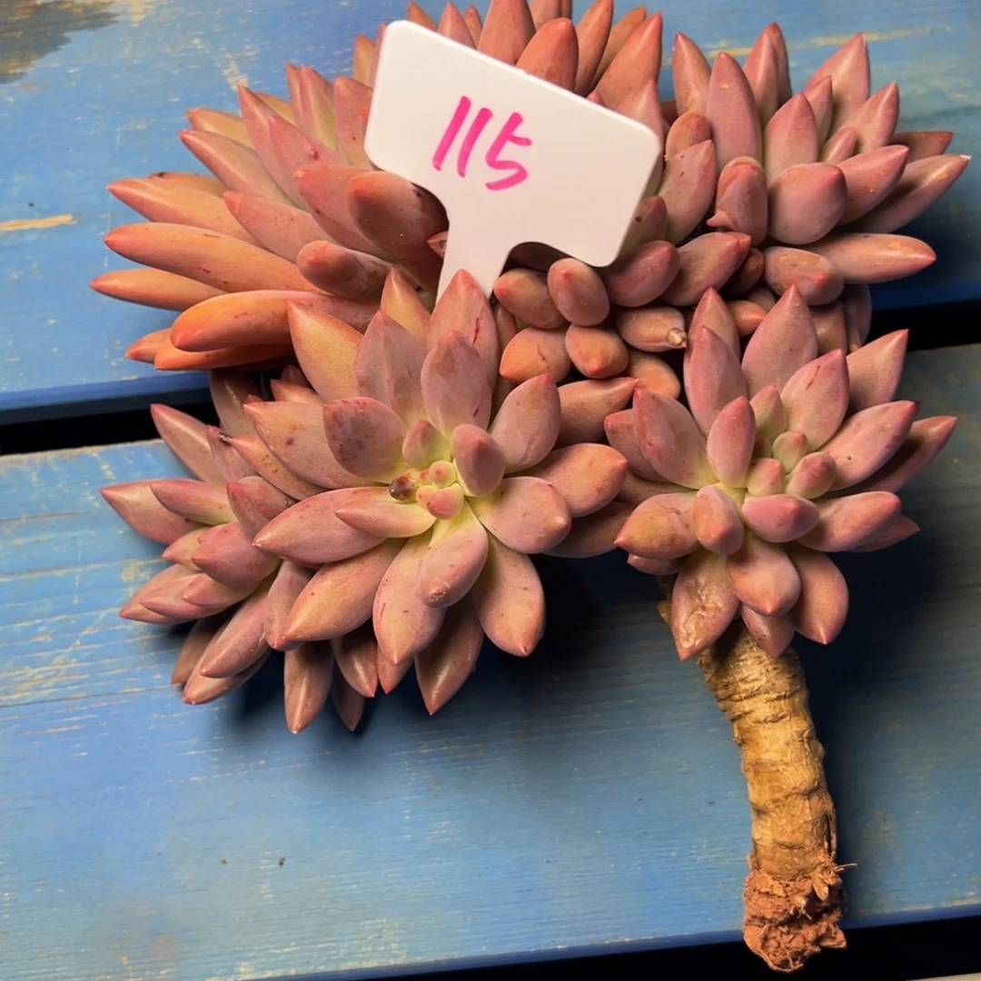 玉***儿115号水晶球多肉植物35