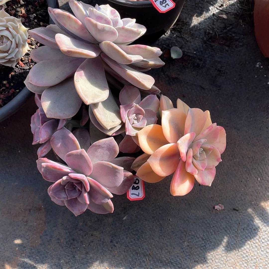 987紫乐锦一物一拍多肉