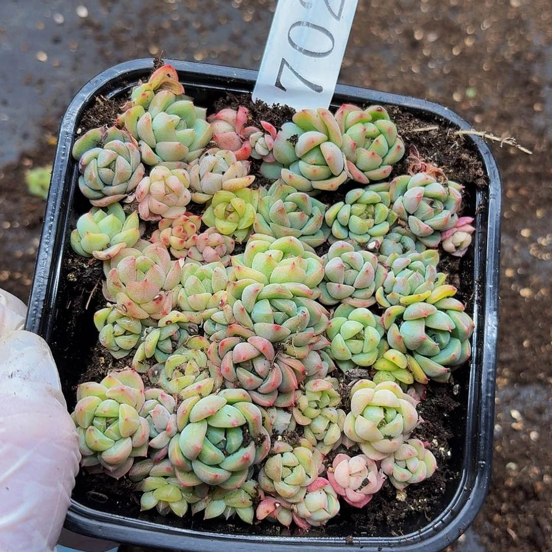 多肉植物多肉植物702
