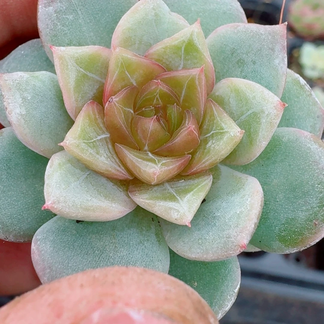 多肉杂交一物一拍29-60