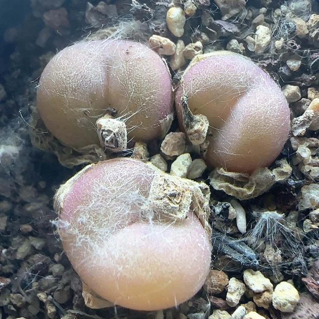 空卡。          38543