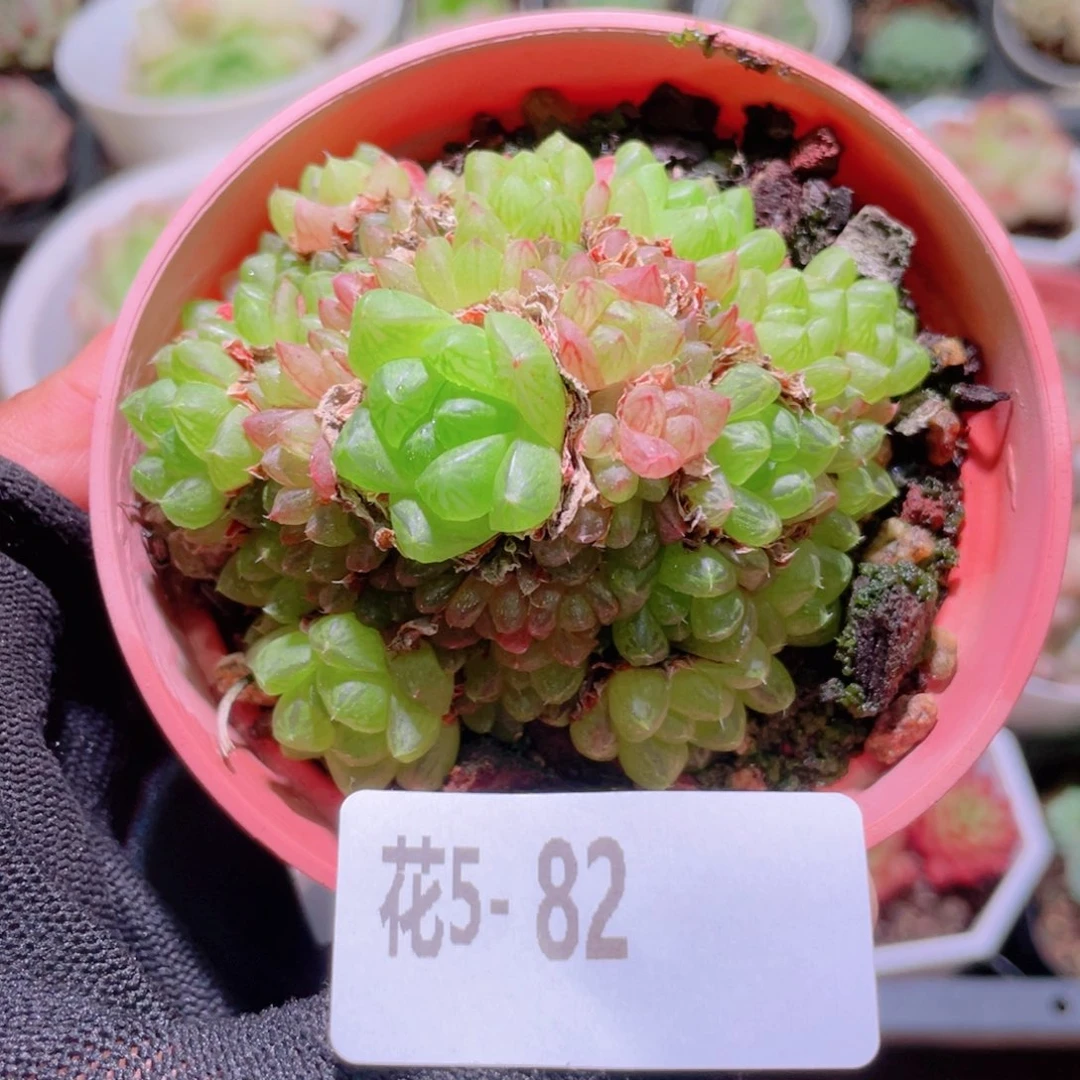 花利美5-82草玉露
