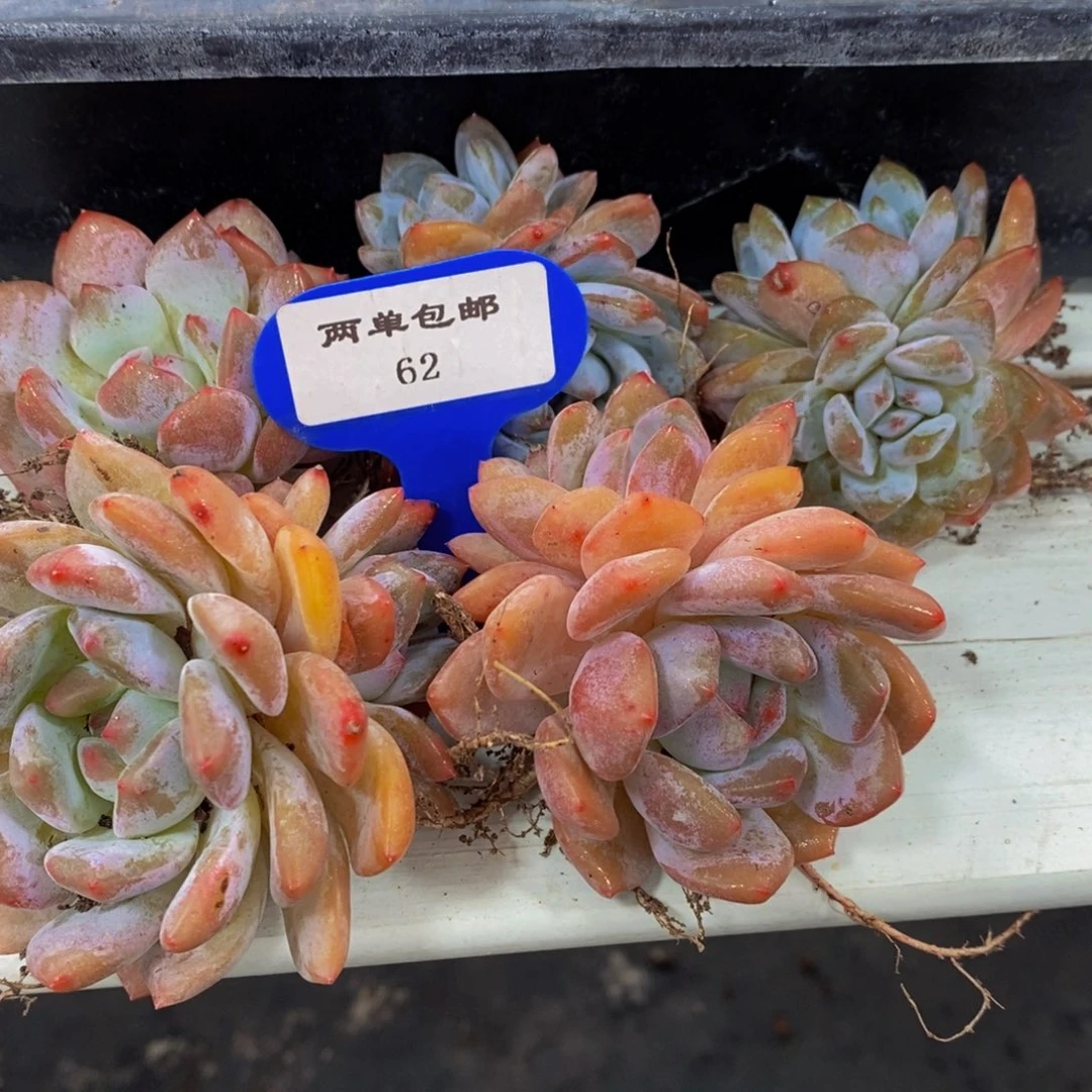 62-精品奶油果冻雪天使双头六个