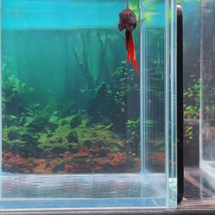 斗鱼我们就不会ii