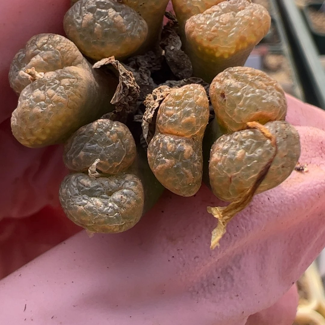 403好看的多肉冲冲冲