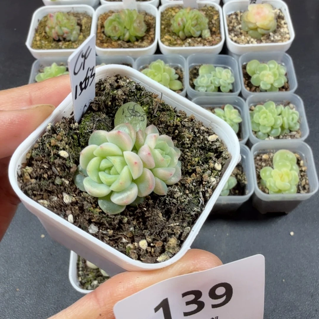 财富1563双头一物一拍139