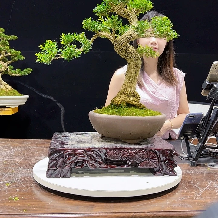 无花朵广东雀舌黄杨盆景艺术