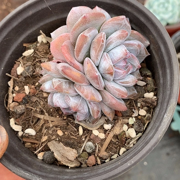 星影群有摘心00000