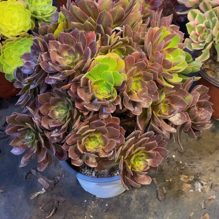 男爵多肉断头不包0835