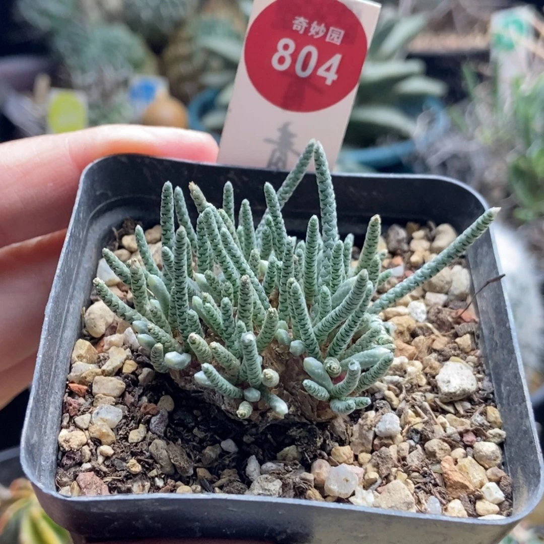 红花韧锦3.6cm一棵仙人球