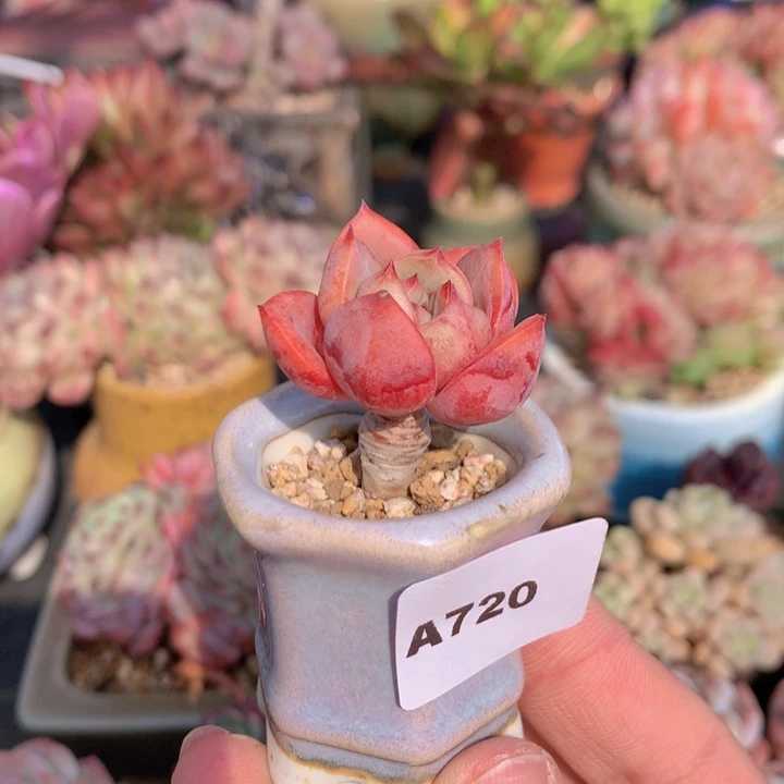 一物一拍含盆土满38包邮A720