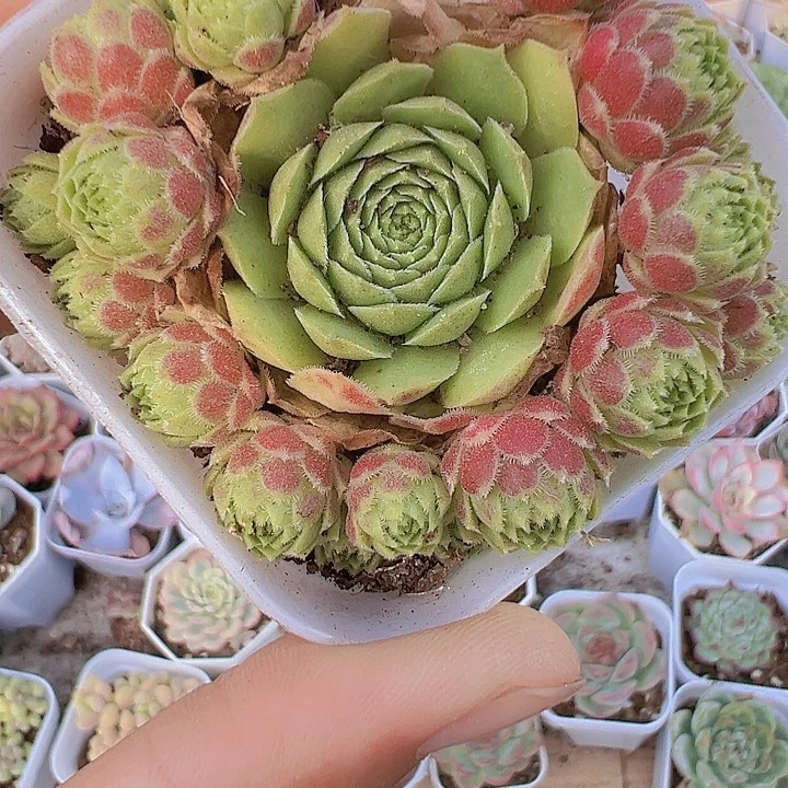 爱德华多肉19包邮