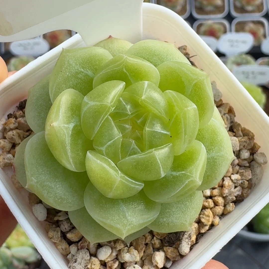 0922-77-玉露单头
