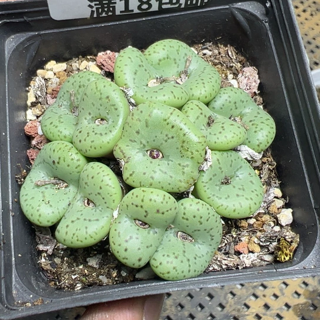 【闪购商品】 189。