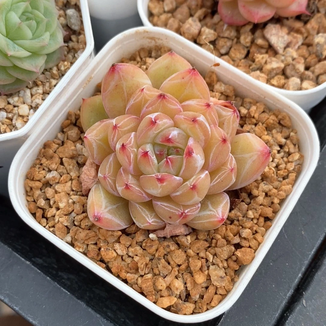 精品多肉一物一拍不包整25