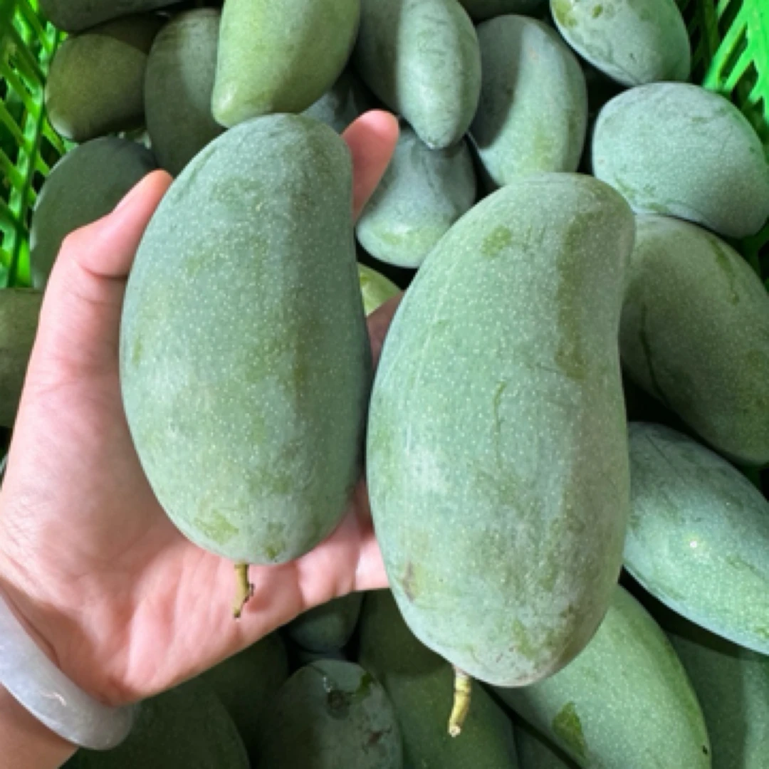 3.8元1斤 贵六小芒果云南省