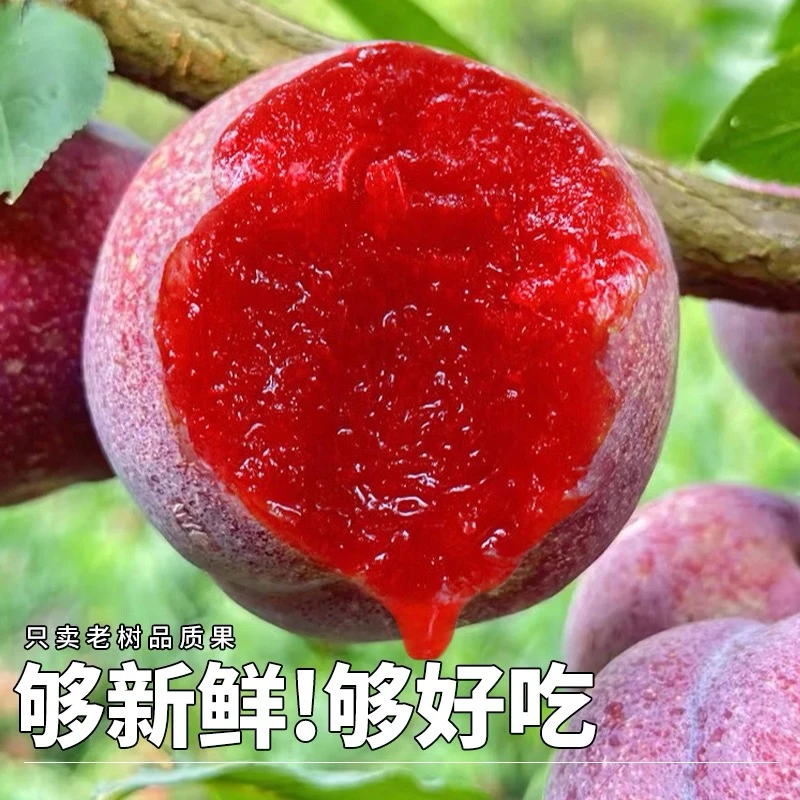 【次日达】006净重四斤果王单果50-80g福建高山红心李芙蓉李当季水果三华李桃形李多仓发货5福建省