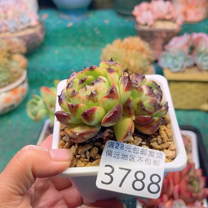 大3788:？zvxhxhgh