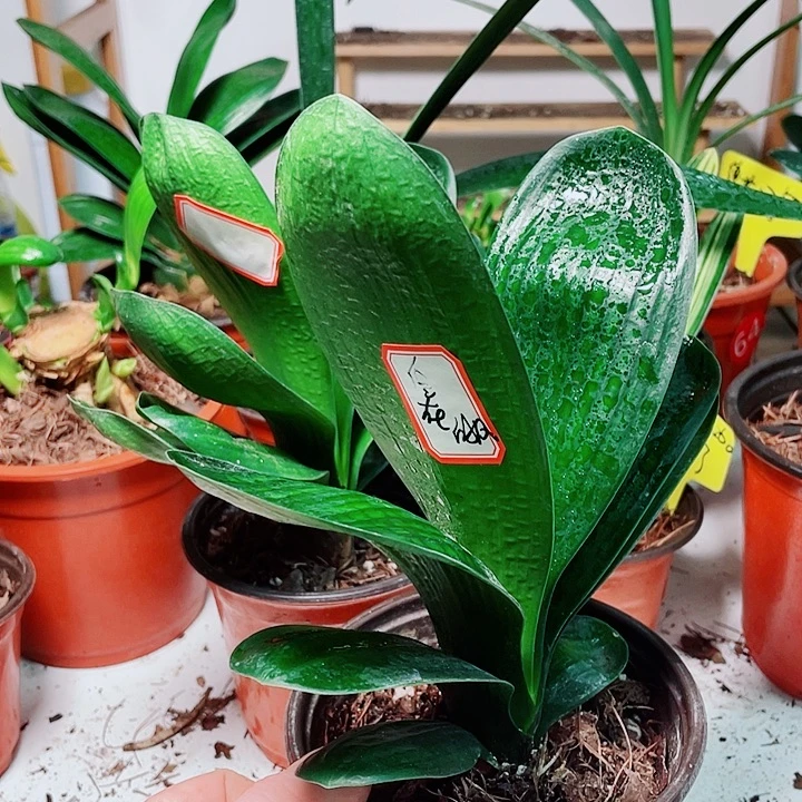 当前无花栽培后可以开花