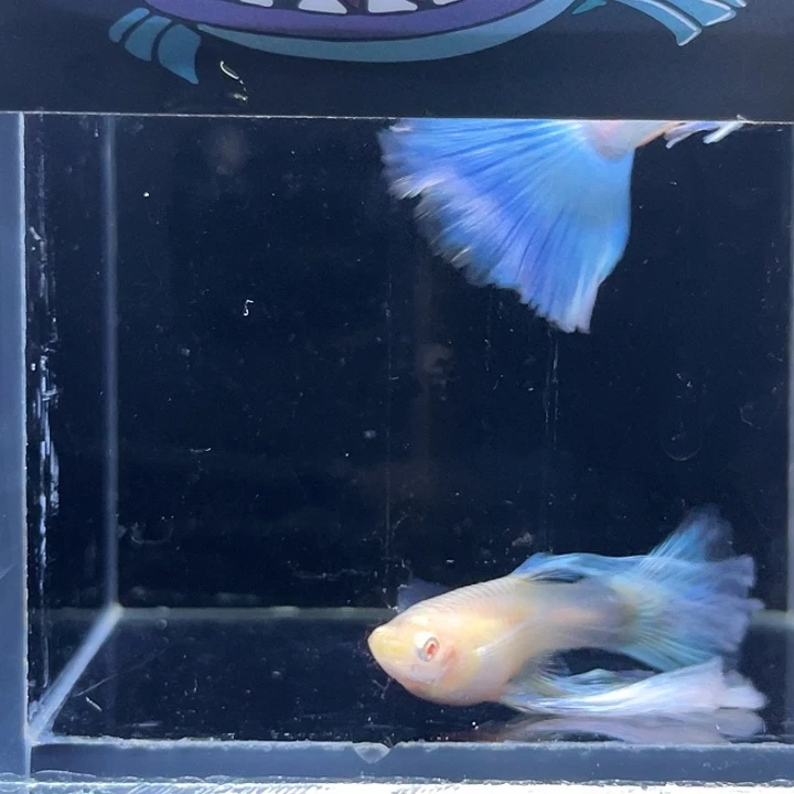 孔雀鱼蓝白秀球一对7