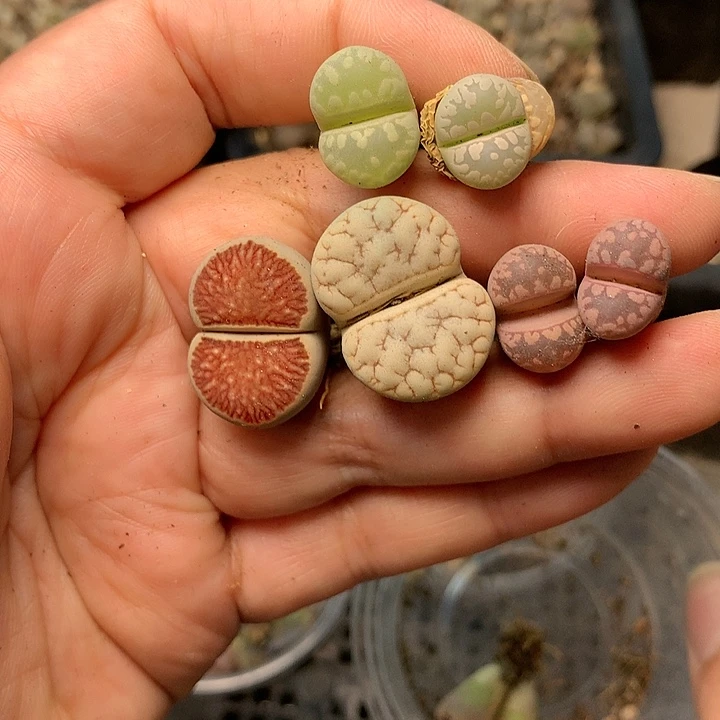 用****9B318多肉植物保护研究所