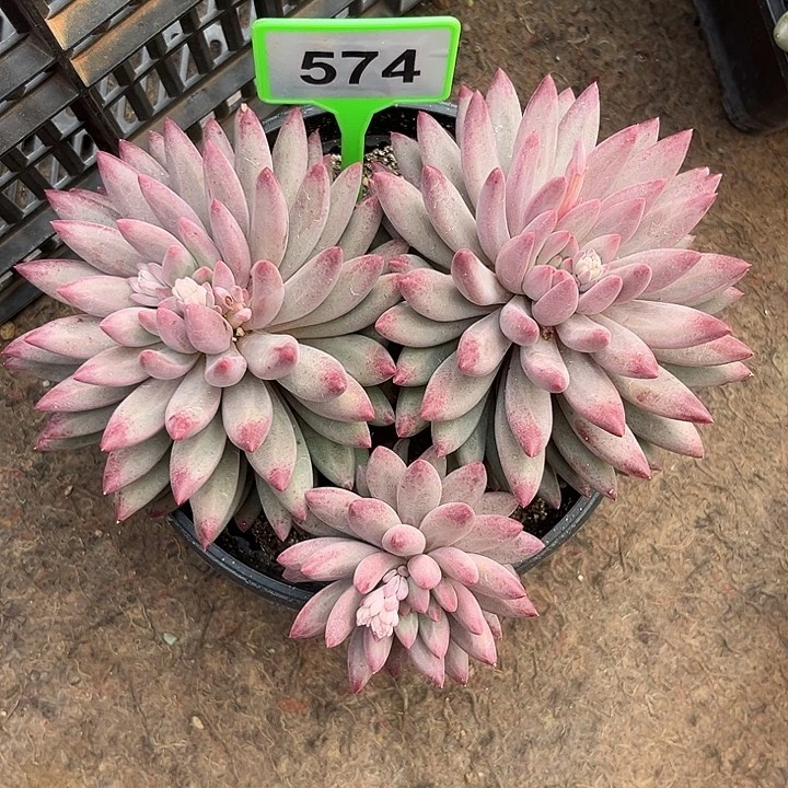 多肉植物胖体虞美人574