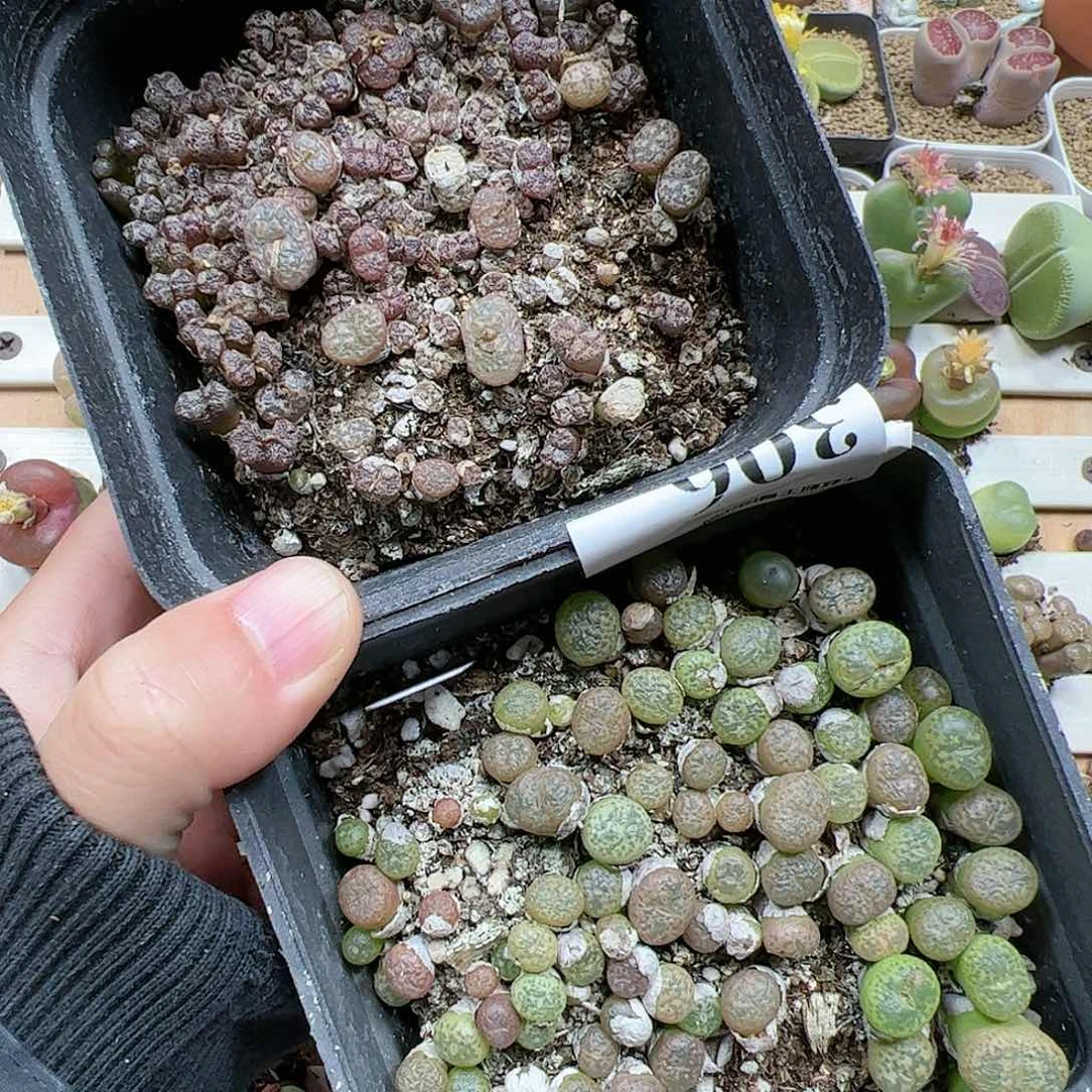 【闪购商品】306 开播福利