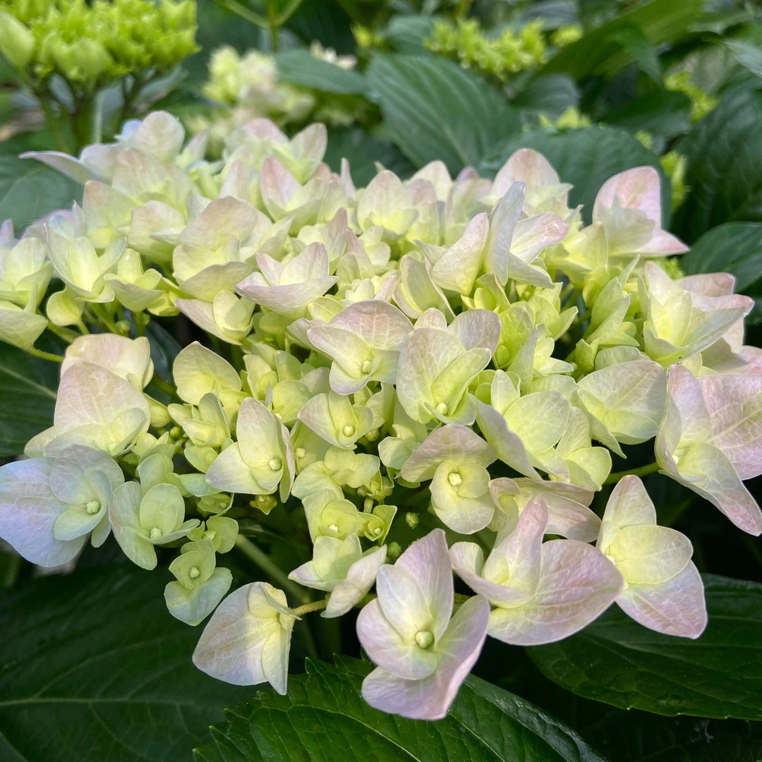 精品绣球（大海蓝）庭院绿植花期超长好养易活庭院阳台种植基地直发