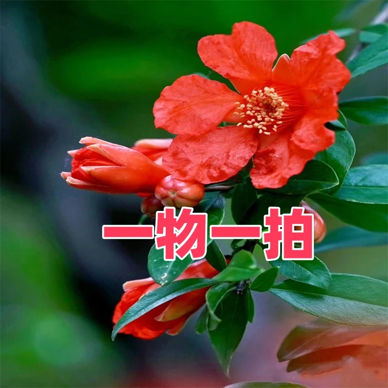 蒙阳红高杆庭院地景盆栽（红花庭院绿植）