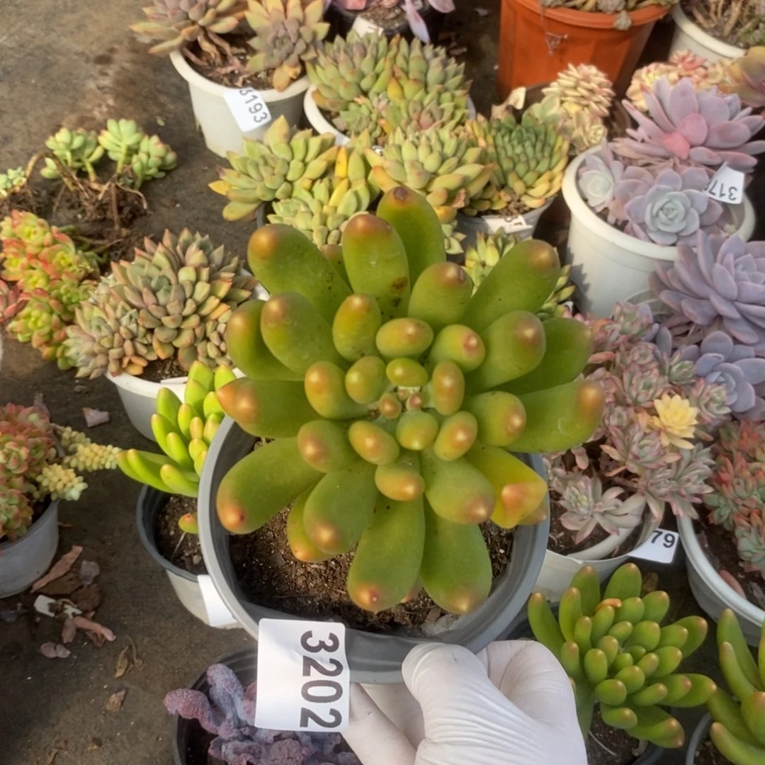 3202金蝉大单头一物一拍