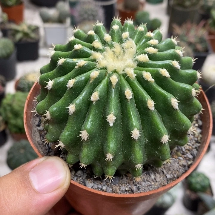 裸虎特价福利特价