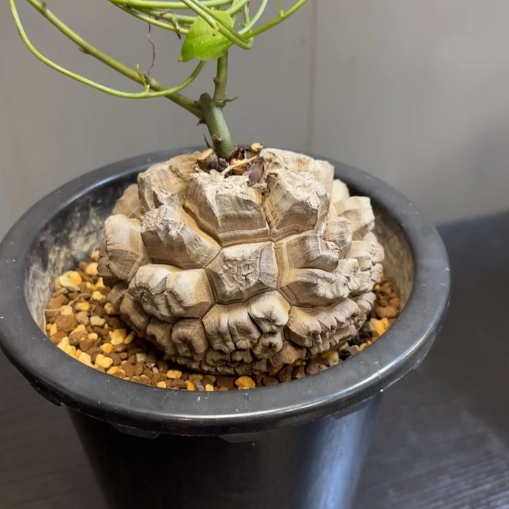 10 号日系南非龟甲龙