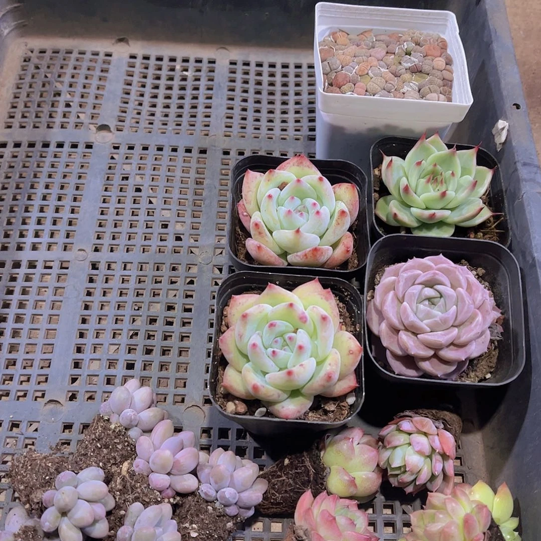 多肉366多肉植物