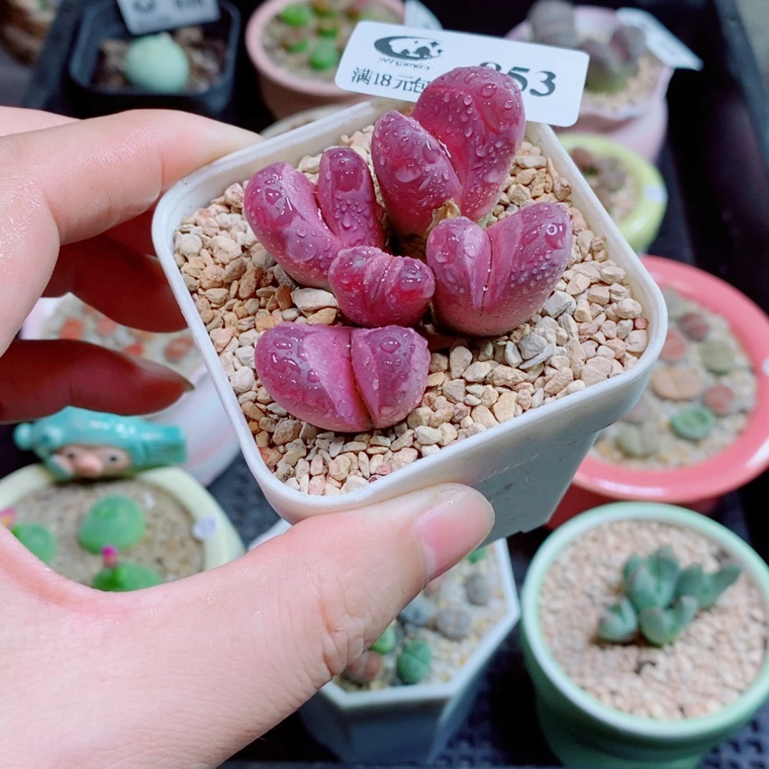 小***鱼生石花花花花花853