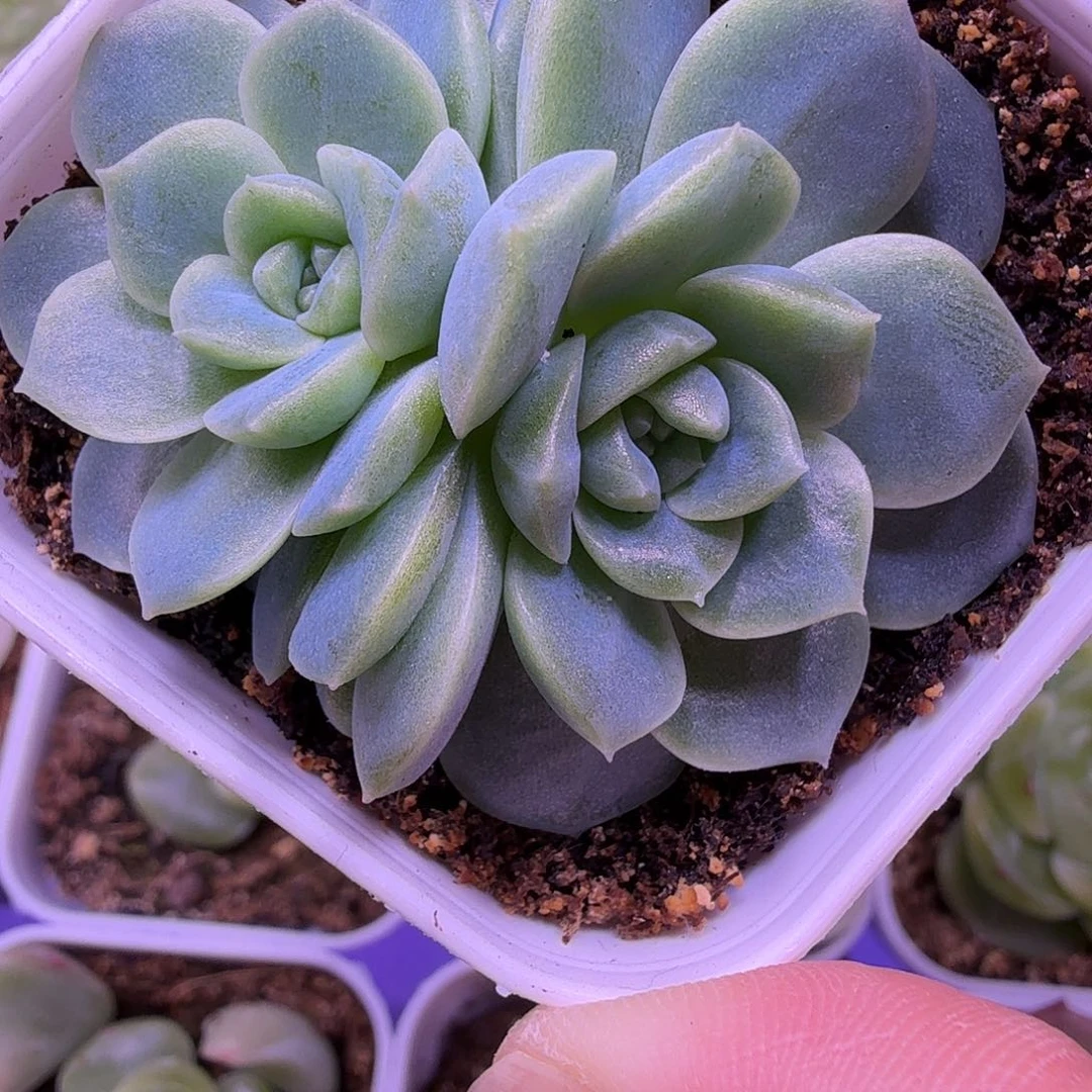 无尽灯叶插苗一物一拍