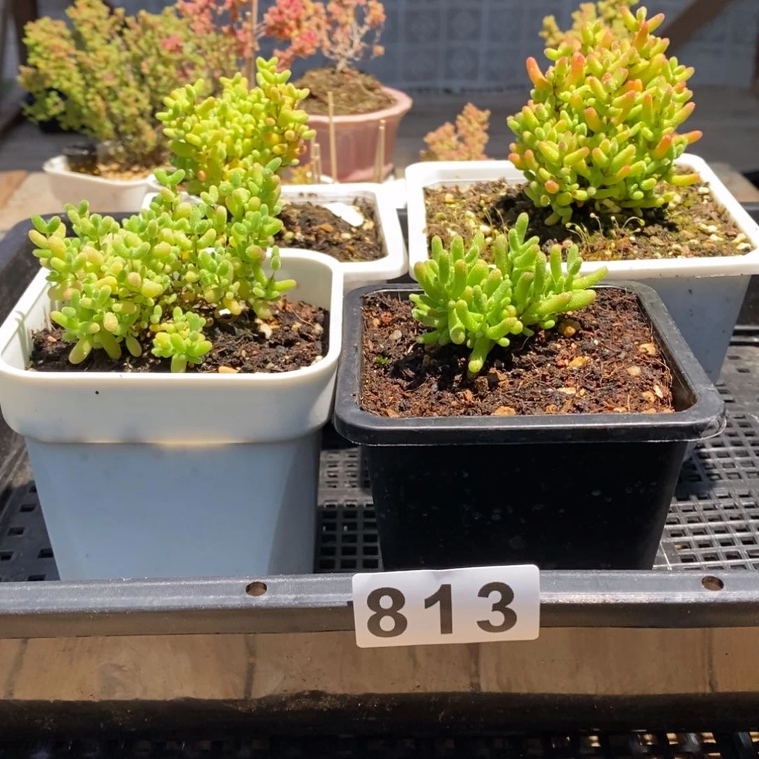 枝干番杏人多肉植物813